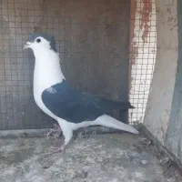 ماده زره سیاه پشت