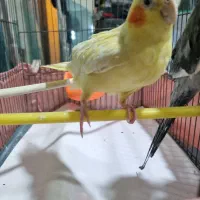 عروس هلندی نروماده|پرنده|شاهدشهر, |دیوار