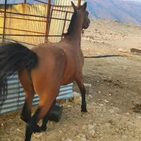 نریون دره شور|اسب و تجهیزات اسب‌سواری|فیروزآباد (فارس), |دیوار