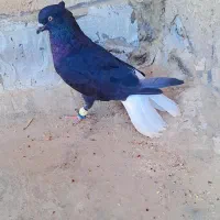 کوی علوی|پرنده|اهواز, کوی علوی|دیوار