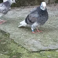 کبوتر گمشده|حیوانات|لشت نشا, |دیوار