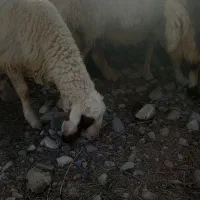 بره قوچ سنجابی