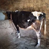 گاودورگه|حیوانات مزرعه|سنندج, |دیوار