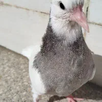 جفت جوجه کبوتر طوقی درجه یک