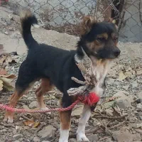 سگ پاکوتا هر دو نر