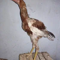 جوجه لاری اصل|حیوانات مزرعه|یزد, |دیوار