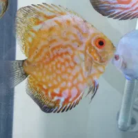 ماهی دیسکس|ماهی|تهران, پاسداران|دیوار