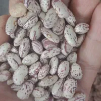 لوبیا چیتی شمال