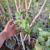 نهال و درخت کبوده|خدمات باغبانی و درختکاری|فلاورجان, |دیوار