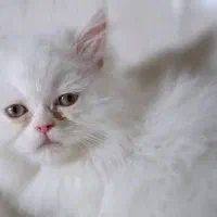 فروش بچه گربه نژاد پرشین|گربه|لار, |دیوار