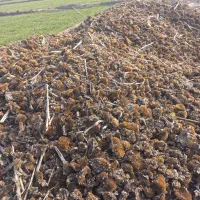 5بارکش تاپالا خشک شده