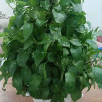 گل پتوس|گل و گیاه طبیعی|قدس, شهرقدس|دیوار