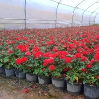 فروش گل رز و گل رونده