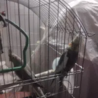 جفت عروس هلندی اماده جفت گیری