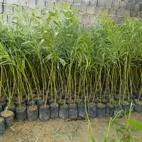نهال اکاسیاه (بیدسیاه‌‌)۲۰تومن اکالیپتوس چوب سیاه|خدمات باغبانی و درختکاری|جهرم, |دیوار