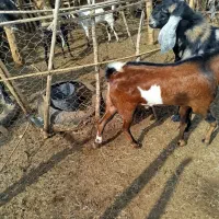 فروش سه راس چپش(بز نر)|حیوانات مزرعه|رودبار (کرمان), |دیوار