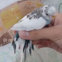 مرغ عشق انگلیسی با قفس|پرنده|تهران, نارمک|دیوار