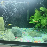 آکواریوم کامل با ماهی