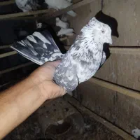 دوتا کبوتر نر