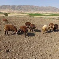 هفت عدد بره ماده عروسک