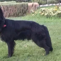 ژرمن بلک نر