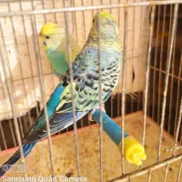 جفت مرغ عشق اسپانگل و رنگین کمانی|پرنده|شیراز, آزادی|دیوار