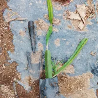 نهال دراگون فروت|گل و گیاه طبیعی|لاهیجان, آهندان|دیوار