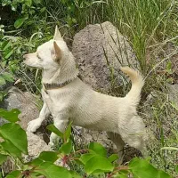 پاکوتاه فیندو (بوبی)