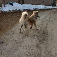 سگ نگهبان گله