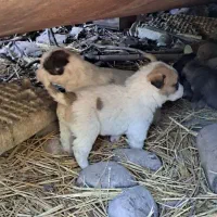 توله سگ آلابای ترکمنی