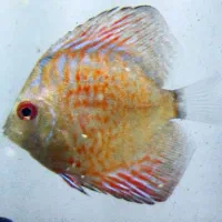 ماهی دیسکس ۳اینچ