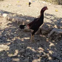 خروس لاری سالم و سرحال 7ماهه|حیوانات مزرعه|سردشت, |دیوار
