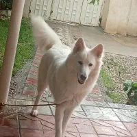 ب دلیل نداشتن جا ب فروش میرسد