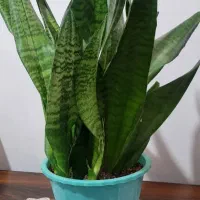 گل آپارتمانی سانسوریا