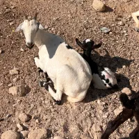 جذب نیرو (چوپان)