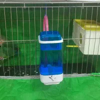 طوطی کتوله فروشی جفت|پرنده|جیرفت, |دیوار