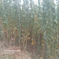 فروش نهال صنوبر درجه ۱ ترکیه|خدمات باغبانی و درختکاری|طاغنکوه, |دیوار