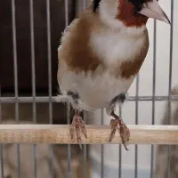 سهره نر جوجه قفس