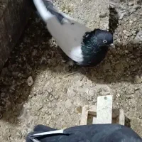 سلام چندفروشی