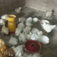 مرغ گوشتی