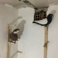 گلی رسمی سینه سیاه