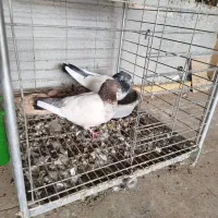 کفتر سینه زرد وکله دم سبز