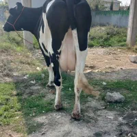 گاوهلشتاین آبستن ۷ماه
