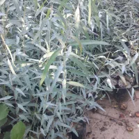 نهال آکالیپتوس و برهان گلی و سپستون و کنار