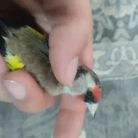 سهره داغسر و کرمونی ورسمی در خدمتم|پرنده|زیرآب, |دیوار