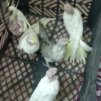 جوجه سرلاکی لوتینو|پرنده|کوهسار (البرز), |دیوار