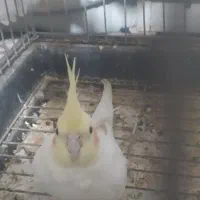 عروس هلندی باقفس