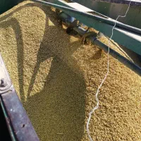 برنج محلی کامفیروز