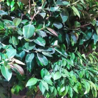 درخت|گل و گیاه طبیعی|شیراز, کوشک میدان|دیوار