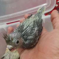 خوشگلای سرلاکی|پرنده|آران و بیدگل, |دیوار